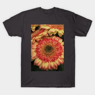 Gerbera in bewegung T-Shirt